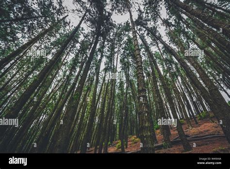 Vagamon pine forest hi-res stock photography and images - Alamy