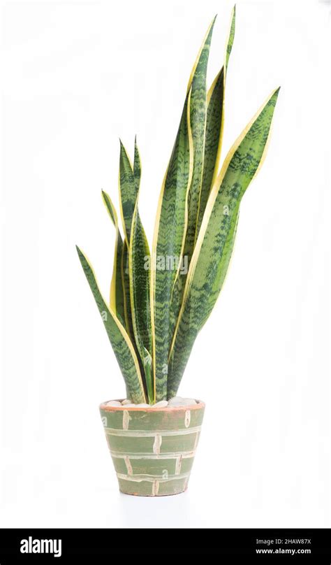 Sansevieria Trifasciata Im Topf Fotos Und Bildmaterial In Hoher