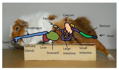 Guinea Pig Digestive System Diagram Pig Guinea Digestive Sys