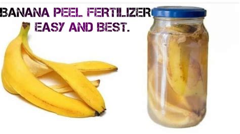 Banana Peel Fertilize Easy And Best Fertilizer For Any Plant Youtube