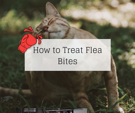 How to Treat Flea Bites - Knockout Pest Control