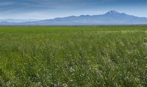 Choosing The Right Pasture Mix Great Basin Seeds