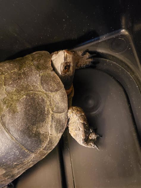 Northern California Turtle Identification : r/reptiles