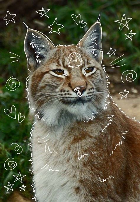 Lynx Therian