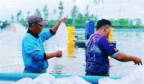 Cara Budidaya Udang Windu Terlengkap Menghasilkan Panen Menguntungkan