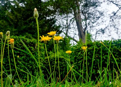 Common Lawn Weeds In New South Wales Myhometurf