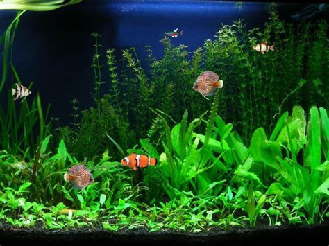 Free Fish Tank Wallpaper Screensavers - WallpaperSafari