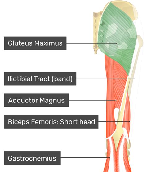 Gluteus Muscles Diagram