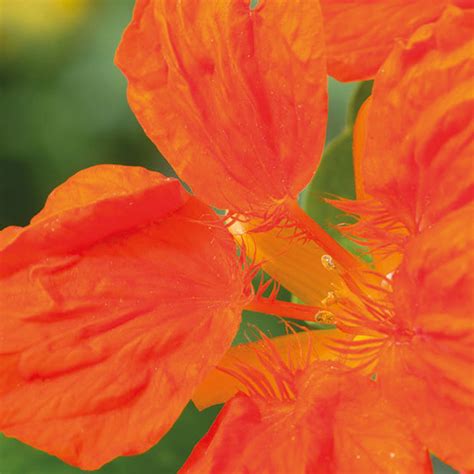 Johnsons Nasturtium Whirlybird Tangerine Flower Seeds Wilko