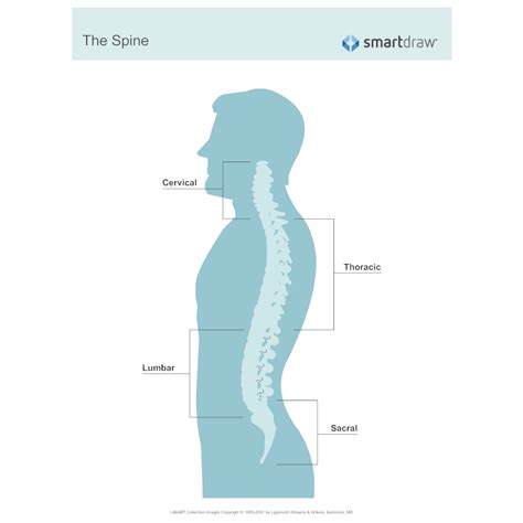 Skeletal System Diagram - Types of Skeletal System Diagrams, Examples ...