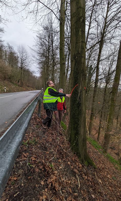 Fällarbeiten erfordern Sperrung der Sternberger Straße Mein Lemgo