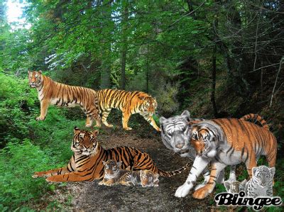 Tiger pack Picture #91938461 | Blingee.com