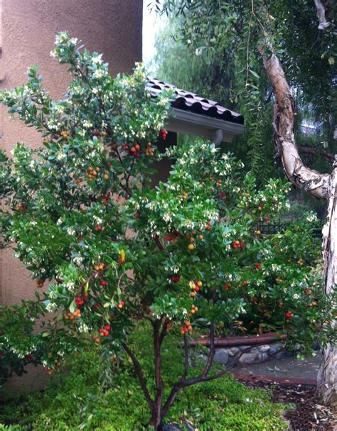 Arbutus Unedo Dwarf 'Strawberry Tree' at Gemma Dalton blog