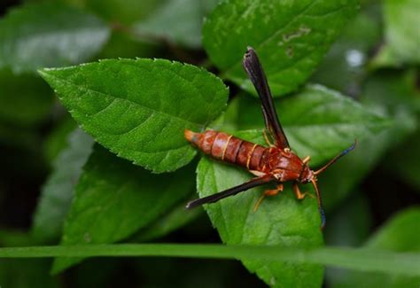 Grape Root Borer Moth Wildlife And Wildflowers Of Texas Moths