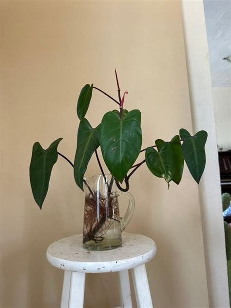 How To Grow Blushing Philodendron Care Guide