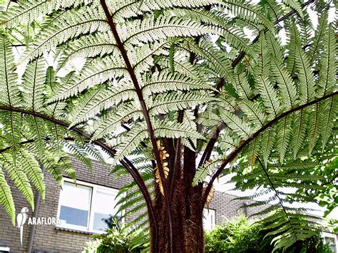 Araflora, exotic flora & more - Tree fern 'Dicksonia squarrosa'