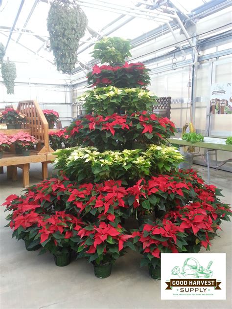 Our Live 7 Poinsettia Tree Poinsettia Tree Winter Planter Porch