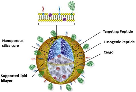 Life Free Full Text Nanoporous Silica Based Protocells At Multiple