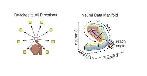 Low Dimensional Manifolds In Neuroscience And Evolution Blog