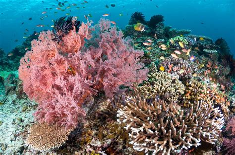 Scuba diving in the Gili Islands, Lombok | ZuBlu