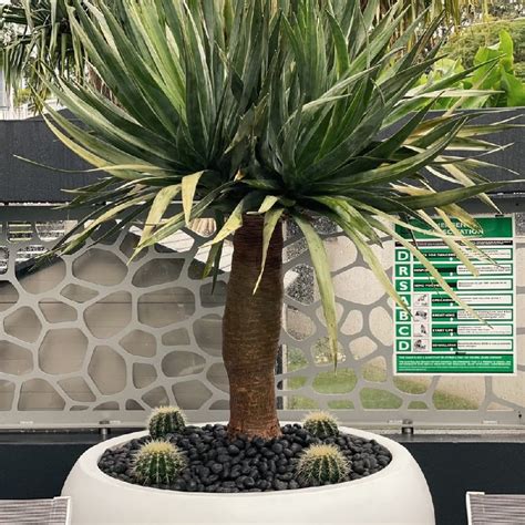 Designer Pots and Designer Trees - Designer Trees Australia