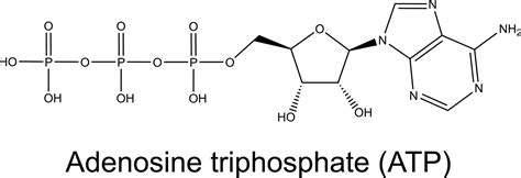 Adenosin Adenosine Triphosphate ATP Cosmacon