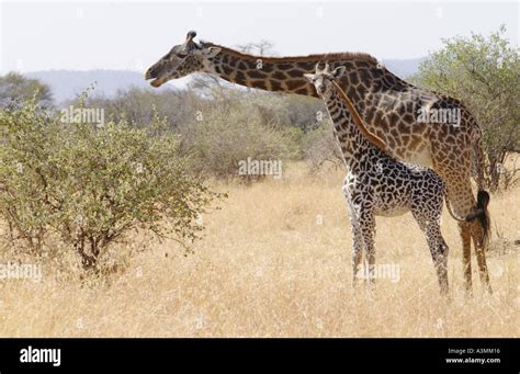 Adult giraffe and calf feeding in Grumeti Tanzania Stock Photo - Alamy