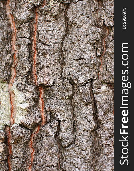 Oak Tree Bark - Free Stock Images & Photos - 2920973 | StockFreeImages.com