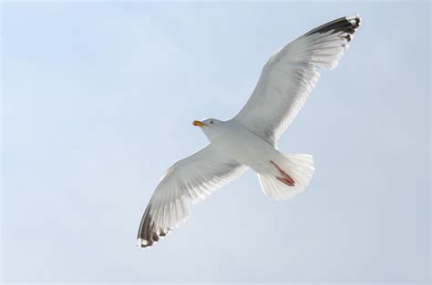 Kostenlose Foto Meer Wasser Vogel Fl Gel Tier Seevogel Tierwelt