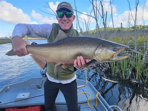 Betsie River King Salmon Still Going Strong Streamside Au Sable River