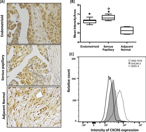 Cxcr Expression In Ovarian Cancer Tissues And Cell Lines Ovarian