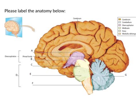 Patho Nervous System Flashcards Quizlet