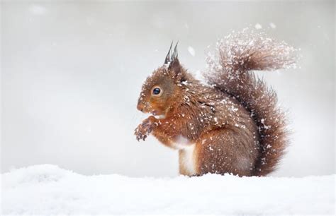 Eichhörnchen im Winter Winterruhe Winterschlaf und Fütterung