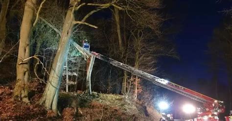 St Ingbert Baum Droht Vier Meter Hohen Hang Auf Stra E Hinabzust Rzen