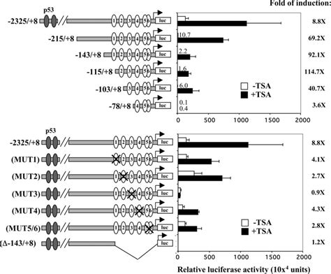 Transactivation Of Human P21 Waf1 Promoter Constructs In Mcf 7 Cells In Download Scientific