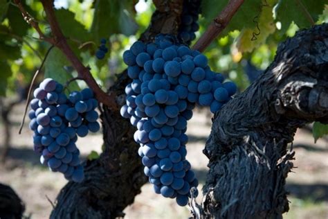 The Best Red Wines Of Sicily Away From Mount Etna From Native And