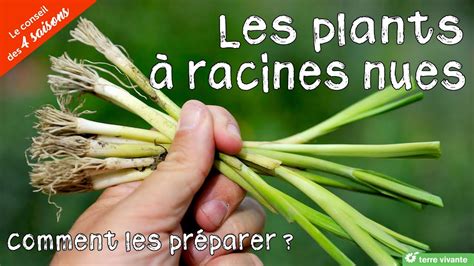 Pr Parer Les Plants Racines Nues Avec Un Pralin Le Conseil Des