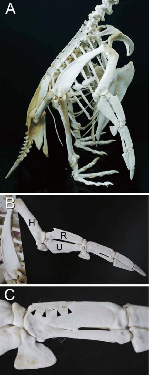 Penguin Skeletal Anatomy