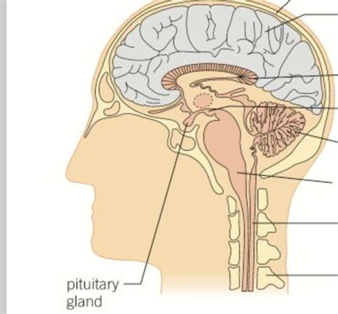 Chpt Neuronal Communication Flashcards Quizlet