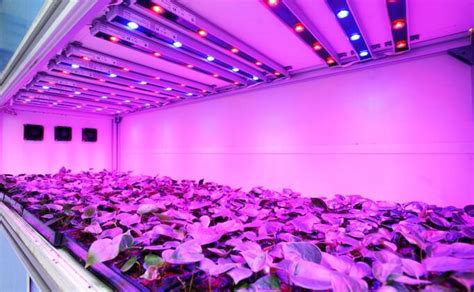 How a LED Grow Light Can Help Your Garden Thrive