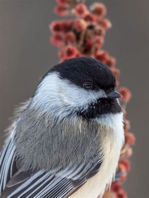 The True Harbingers Of Spring Chickadees — First Light Wildlife Habitats