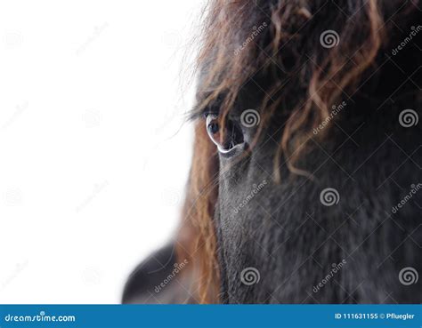 Friesian eye closeup stock image. Image of domestic - 111631155