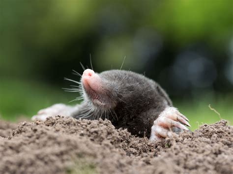 Maulw Rfe Im Garten Vertreiben Oder Einfach Machen Lassen