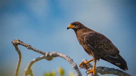 Cuban Black Hawk The Ultimate Guide Operation Migration