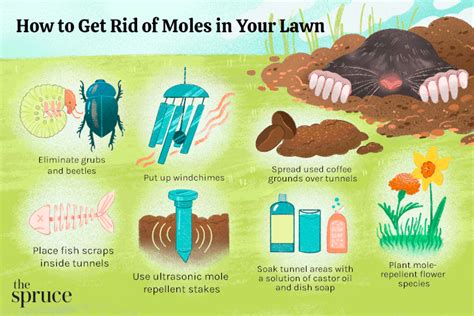 How To Get Rid Of Moles In Your Yard