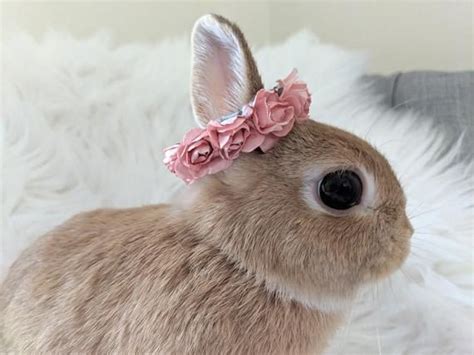 Dainty Crown For Bunnies Pet Rabbit Flower Crown Pet Rabbit