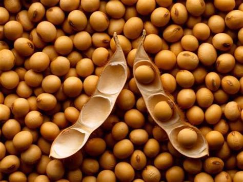 Cameroon Sodecoton Expects 16000 Tonnes Of Soya For The 2014 2015