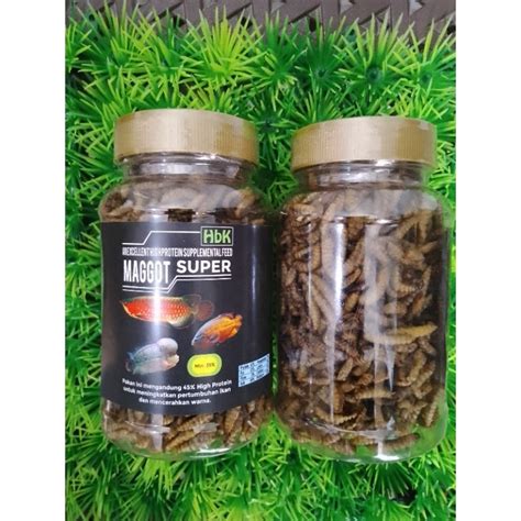 Jual Maggot Pakan Ikan Predator Channa Louhan Oscar Arwana Ulat Maggot