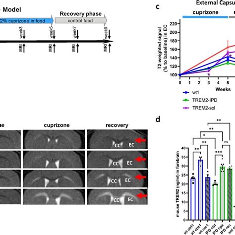 Trem Sol And Trem Ko Display Myelin Debris Lack Of Remyelination And