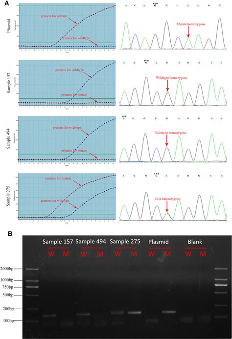 Validation Of Arms Taqman Real Time Pcr A The Results Of Arms Taqman